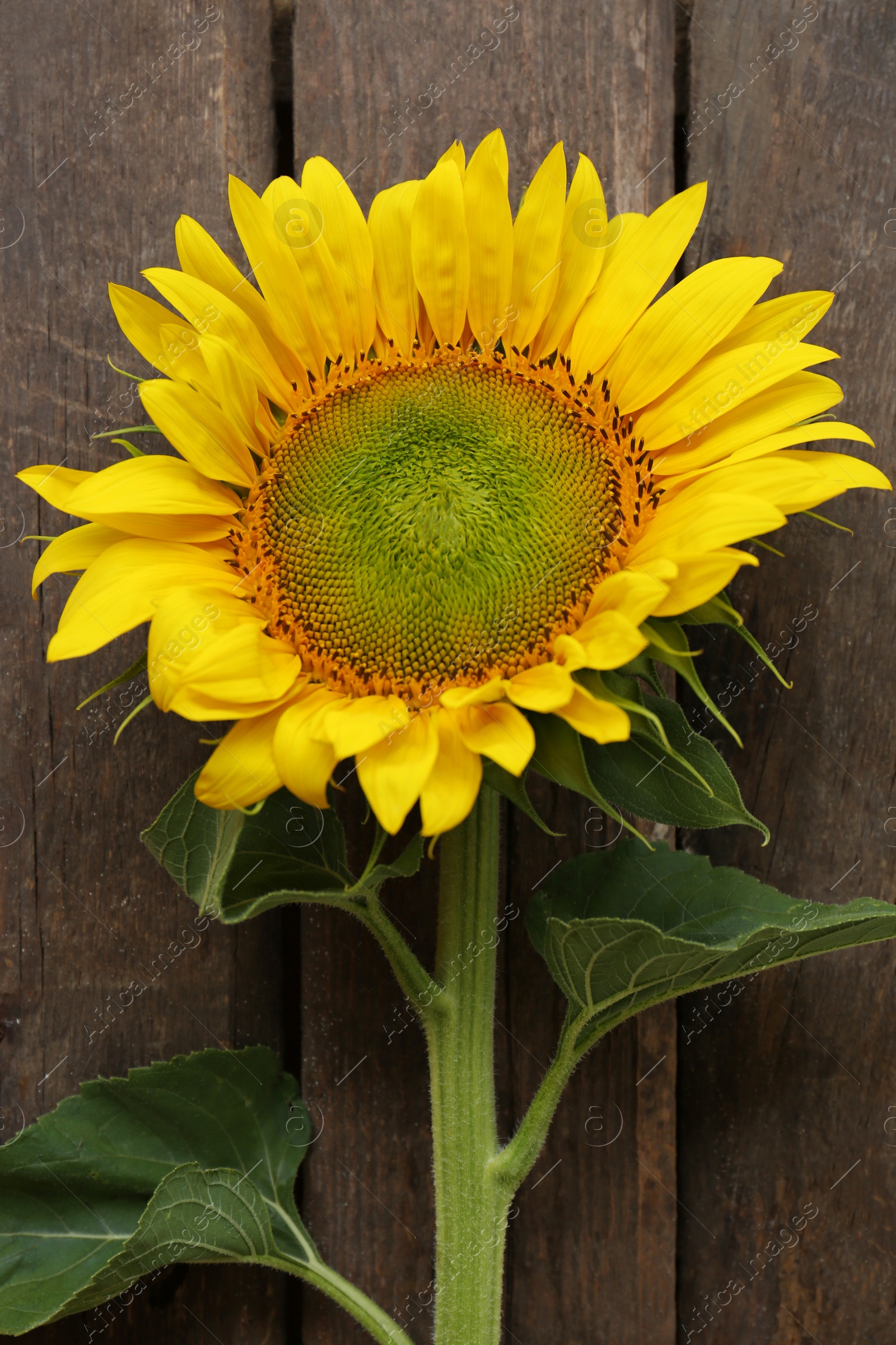 Photo of Beautiful sunflower on wooden table, top view