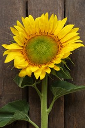 Beautiful sunflower on wooden table, top view