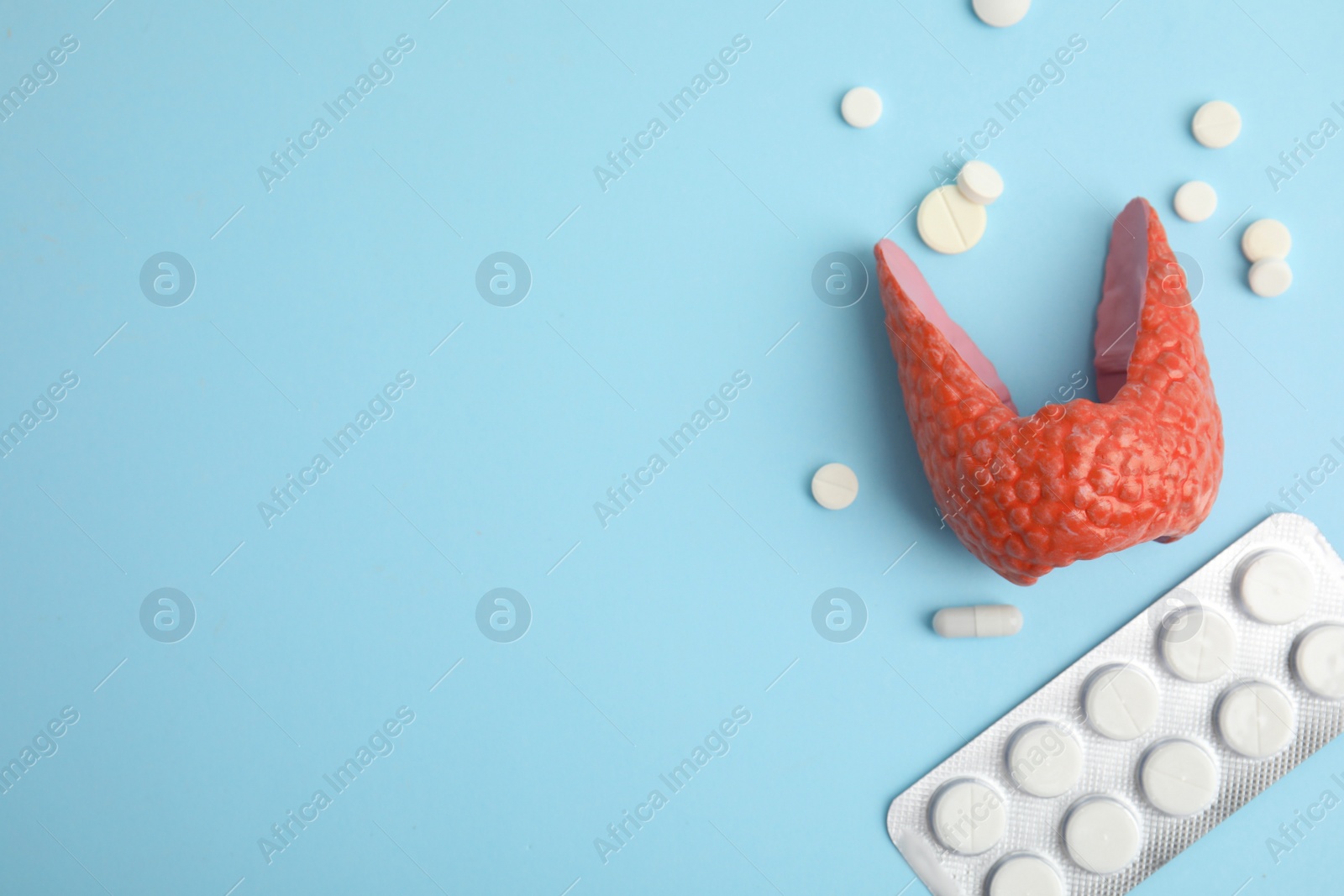 Photo of Plastic model of healthy thyroid and pills on light blue background, flat lay. Space for text