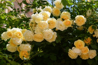 Photo of Bush with beautiful yellow roses in garden on sunny day