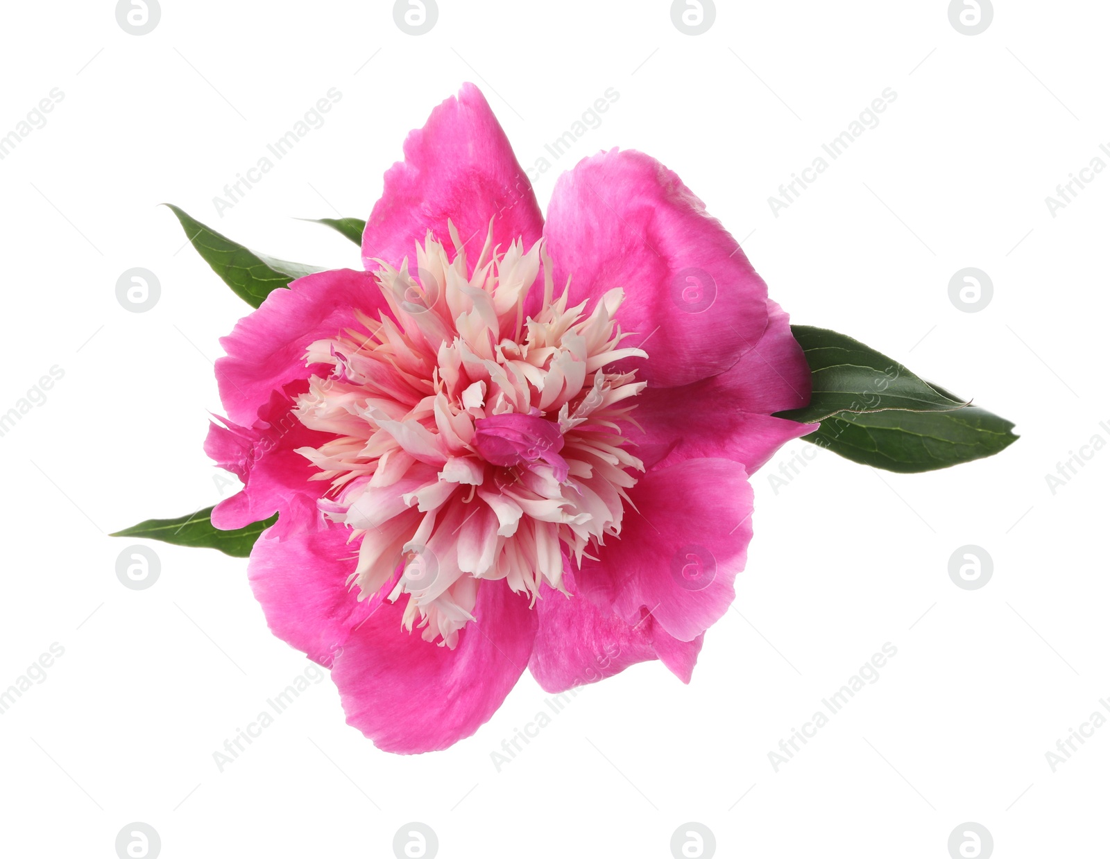 Photo of Beautiful pink peony flower isolated on white