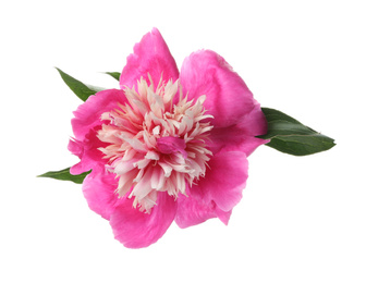 Beautiful pink peony flower isolated on white