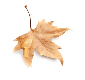 Photo of Beautiful autumn leaf on white background. Fall foliage