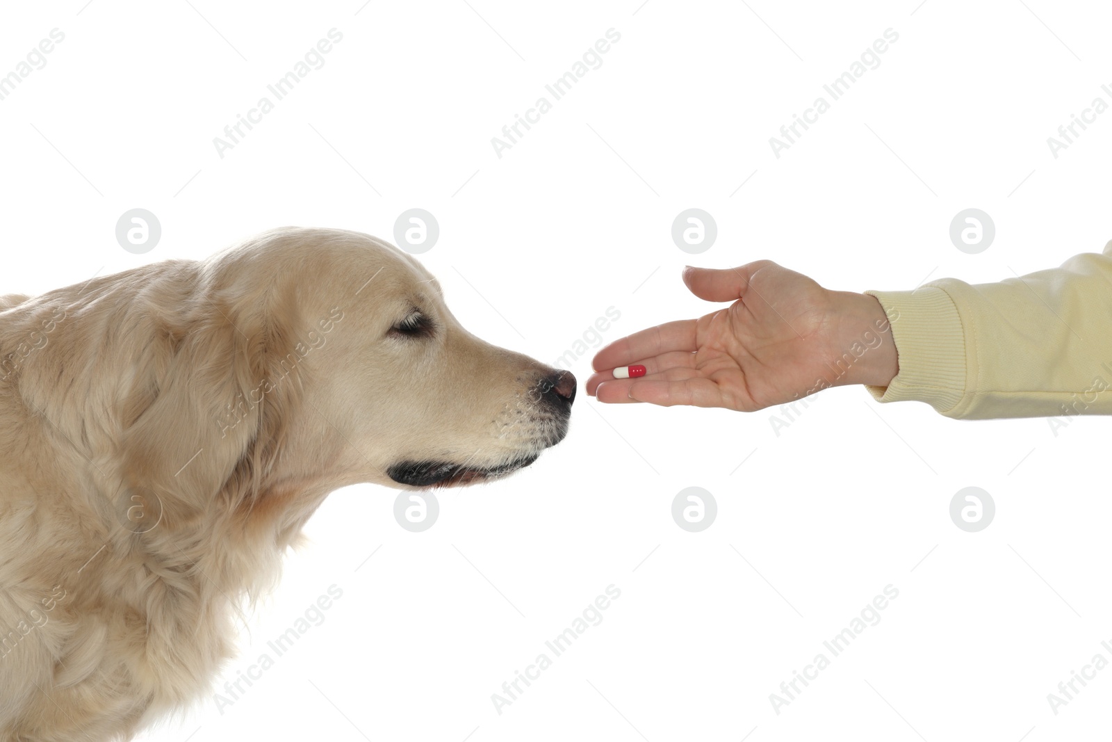 Photo of Woman giving pill to cute dog on white background, closeup. Vitamins for animal