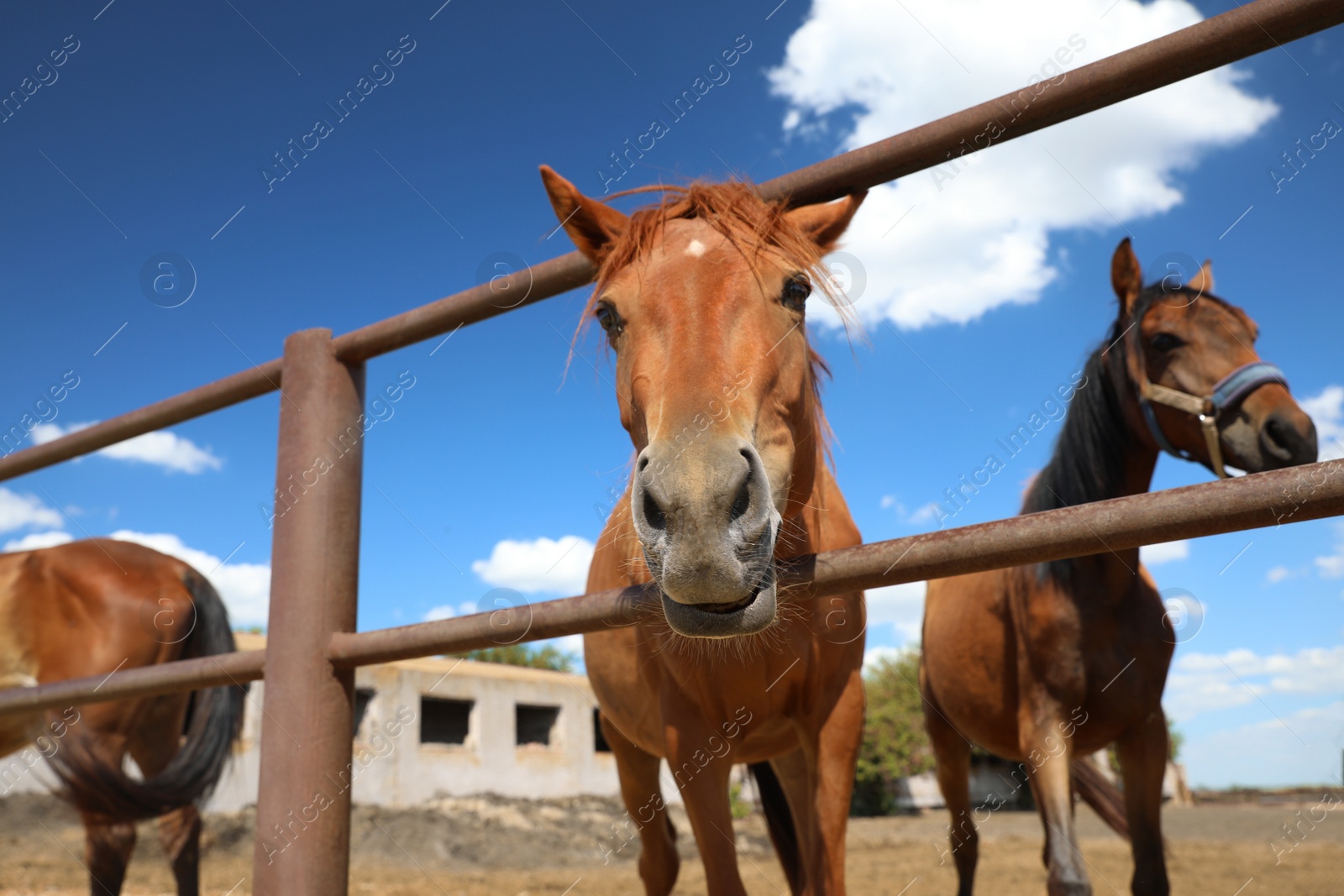 Photo of Chestnut horse at fence outdoors on sunny day, closeup. Beautiful pet