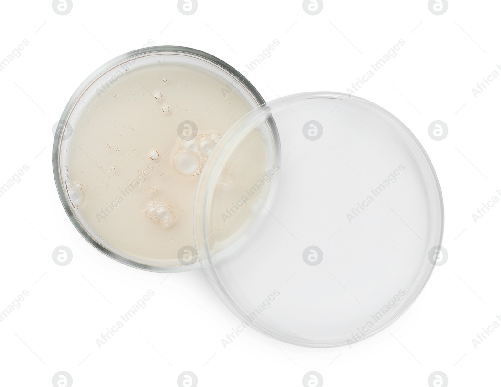 Photo of Petri dishes with different liquids on white background, top view
