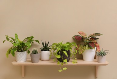 Photo of Shelf with many different houseplants on beige wall