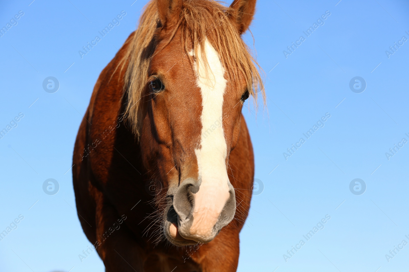 Photo of Beautiful brown horse against blue sky. Lovely pet