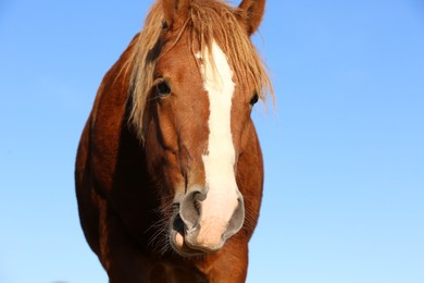 Photo of Beautiful brown horse against blue sky. Lovely pet
