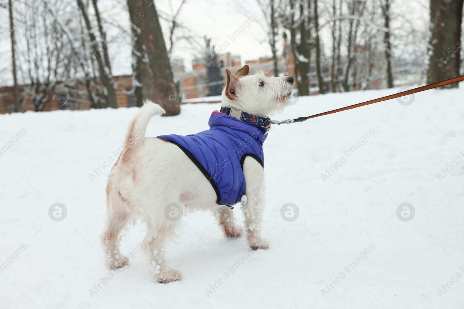 Photo of Cute Jack Russell Terrier on snow in park