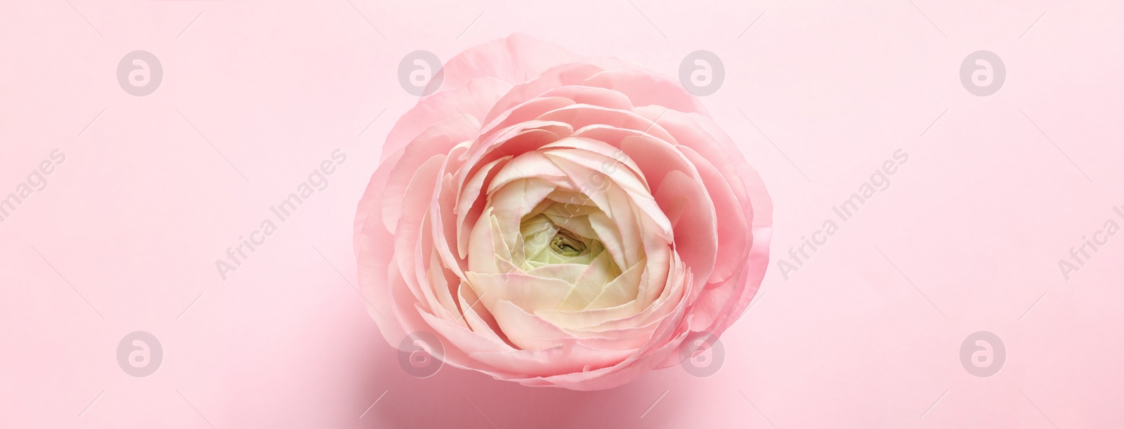 Image of Beautiful ranunculus flower on pink background. top view. Banner design