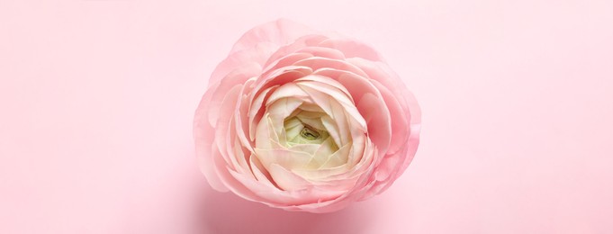 Image of Beautiful ranunculus flower on pink background. top view. Banner design