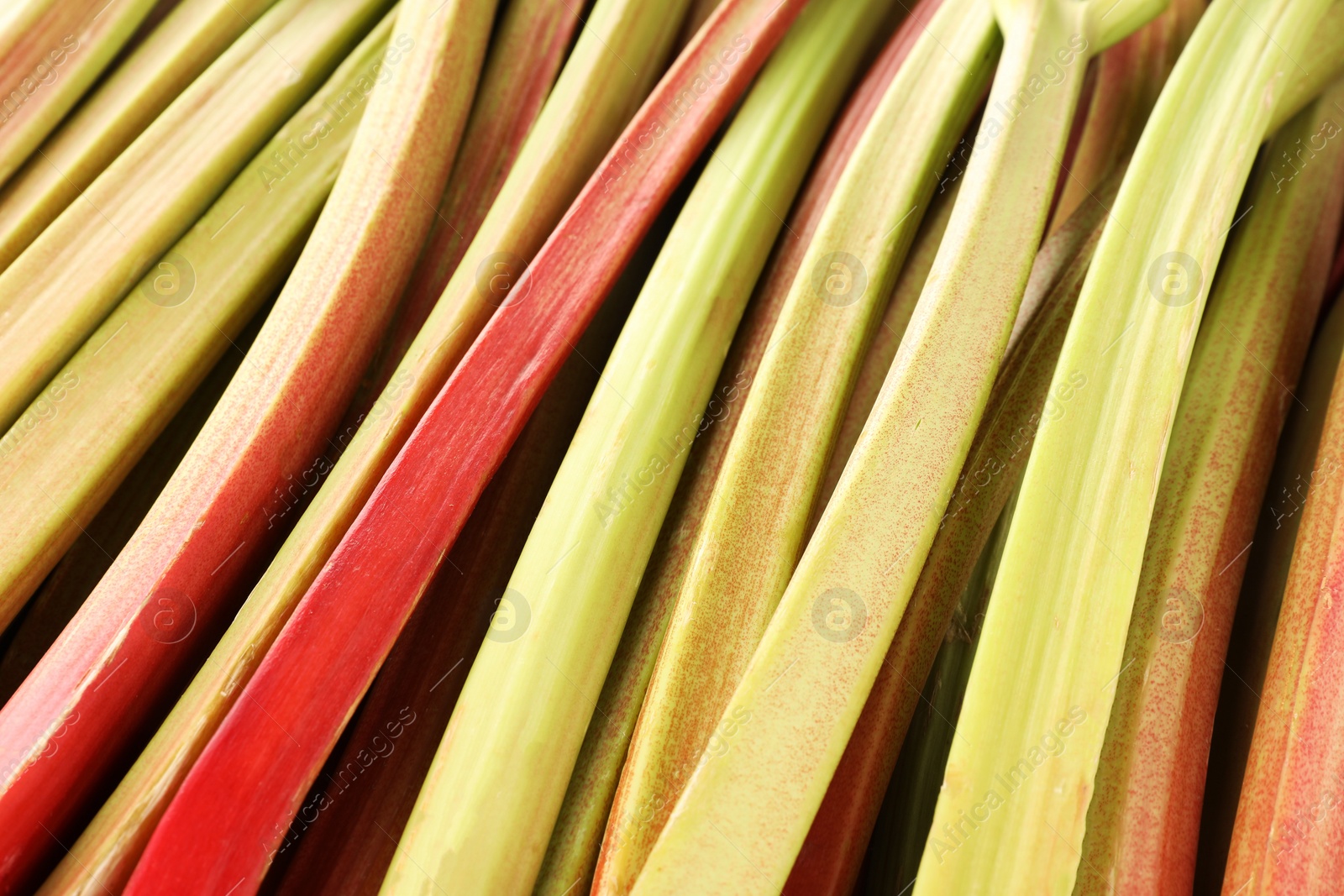 Photo of Many ripe rhubarb stalks as background, closeup