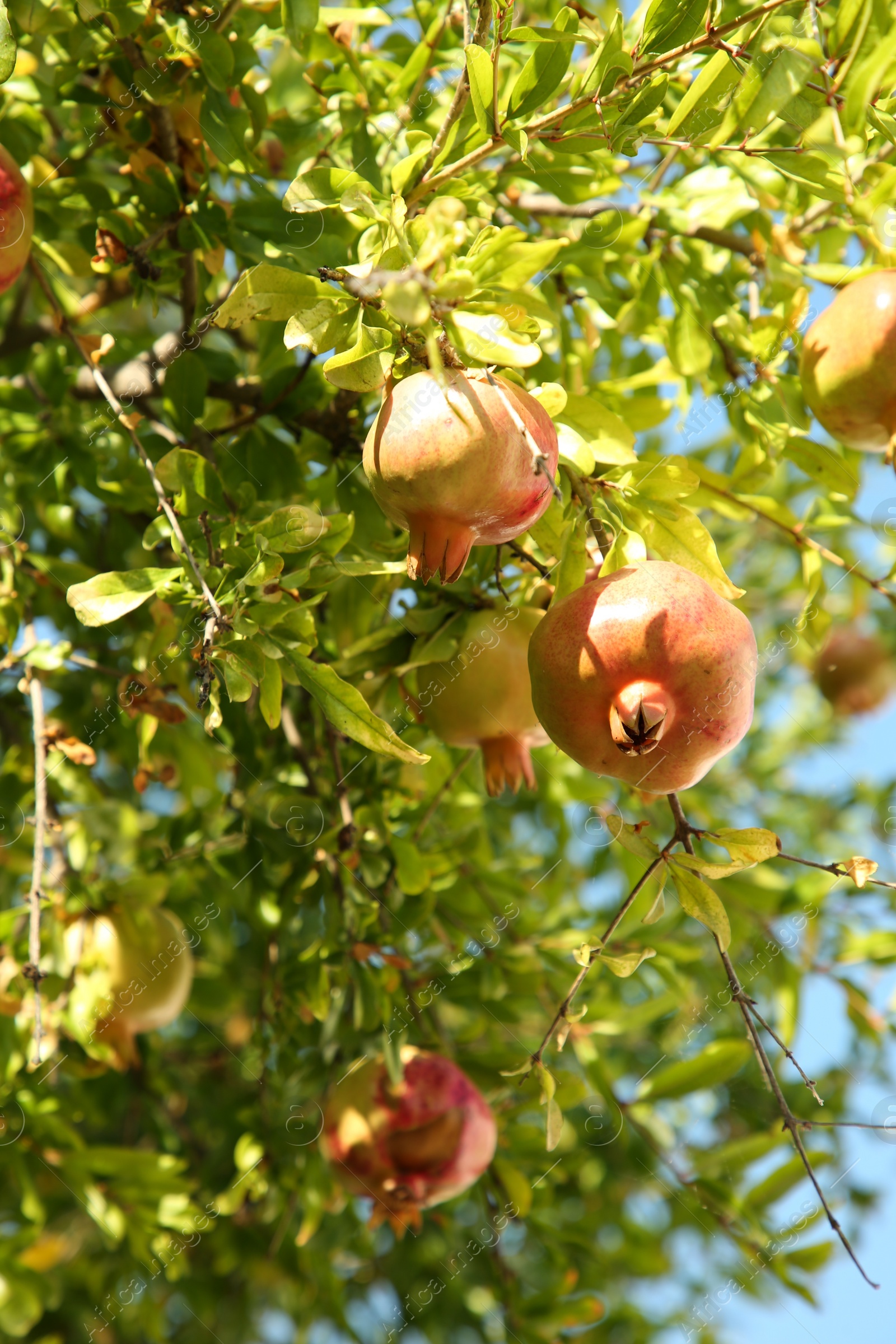 Photo of Pomegranate tree with unripe fruits growing on sunny day