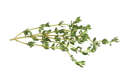 Photo of Aromatic thyme sprig on white background. Fresh herb