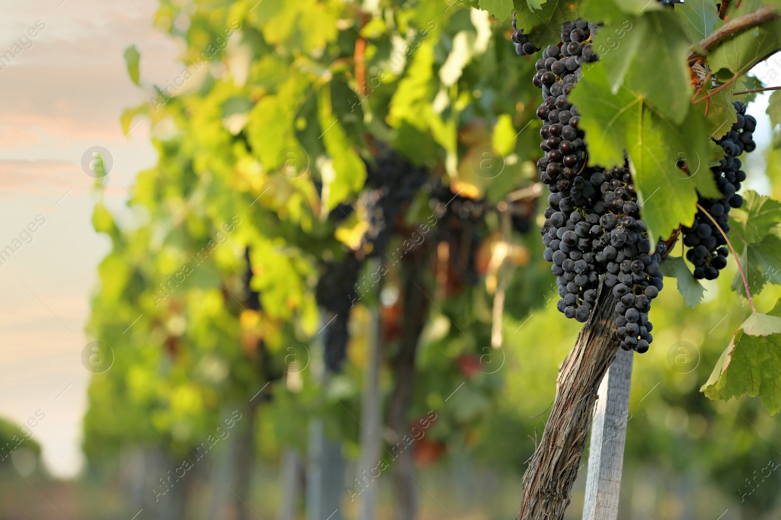 Photo of Fresh ripe juicy grapes growing in vineyard