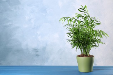 Beautiful green houseplant in pot on light blue wooden table, space for text