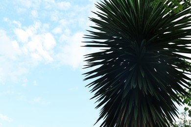 Beautiful palm tree against blue sky, space for text
