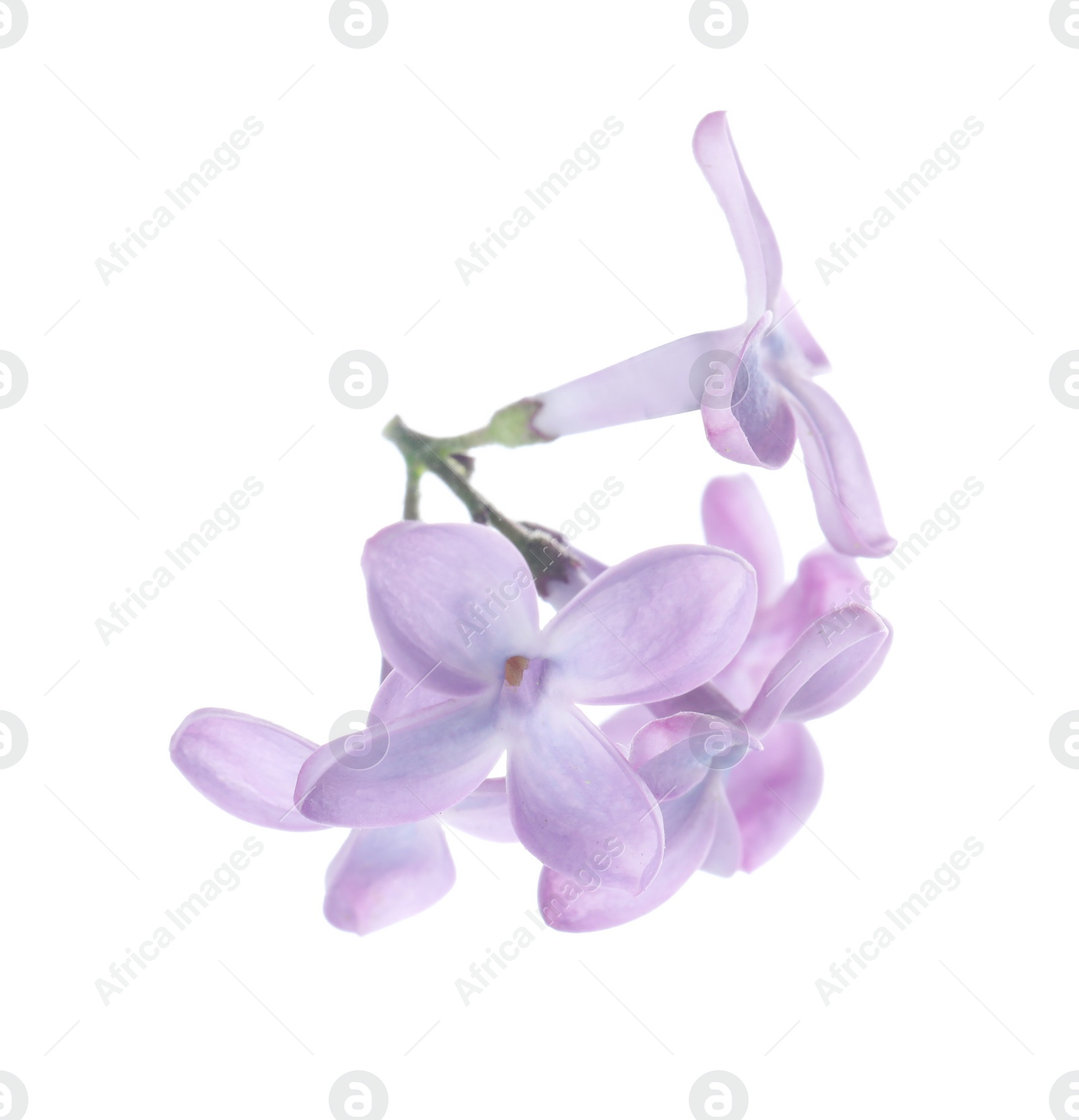 Photo of Beautiful violet lilac blossom isolated on white