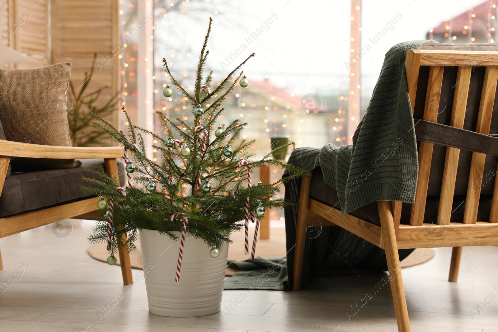 Photo of Little potted fir decorated with candy canes and Christmas balls indoors