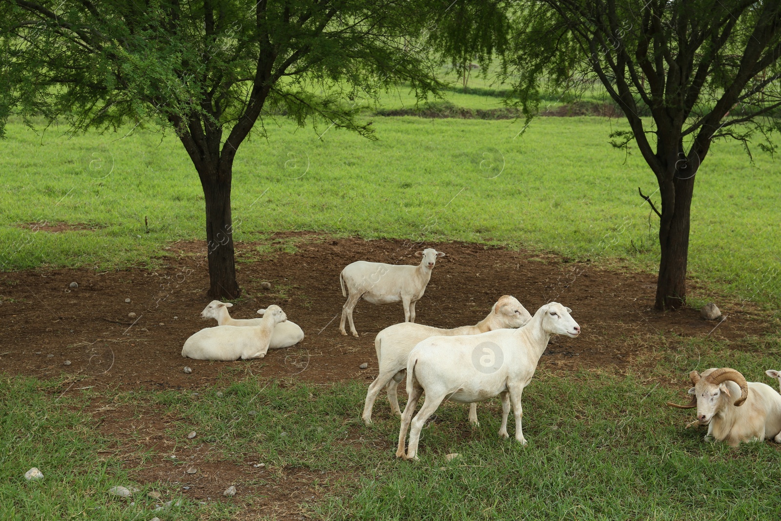 Photo of Beautiful white sheep on green lawn in safari park