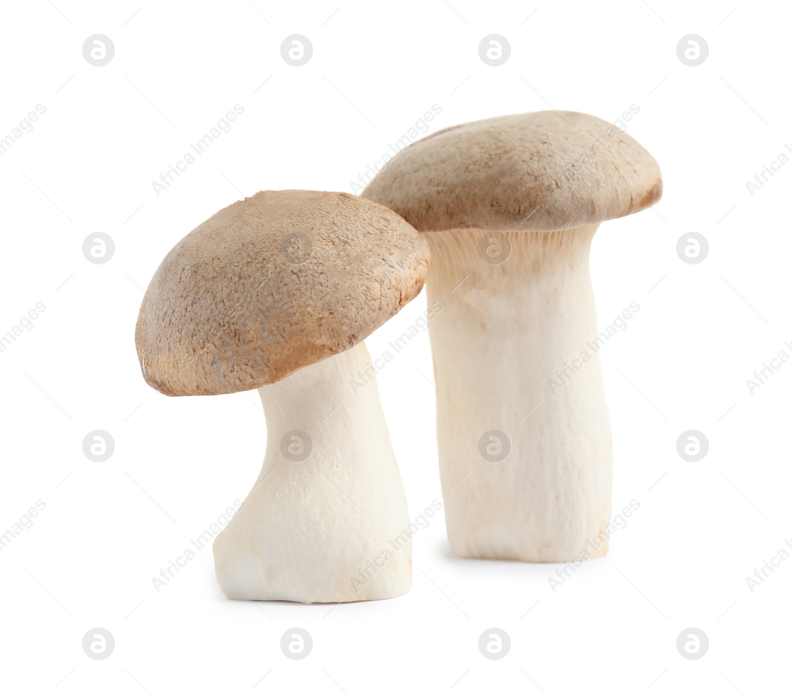 Photo of Fresh wild mushrooms on white background. Edible fungi