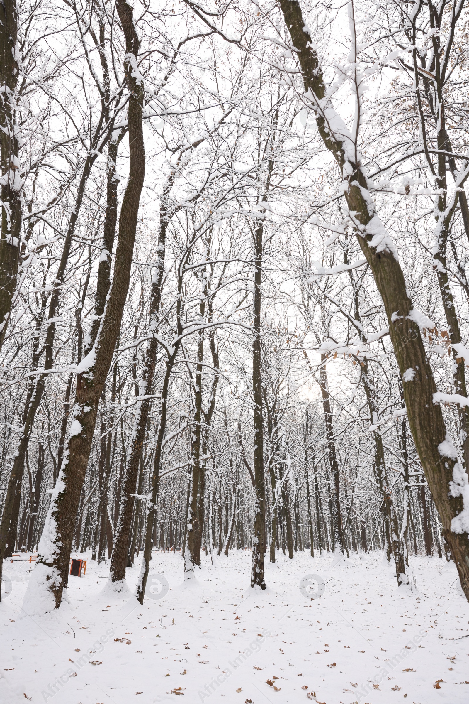 Trees covered with snow in winter park Photo of Trees covered with snow in winter park