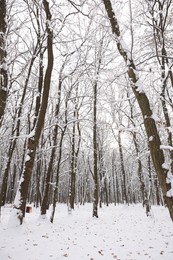 Photo of Trees covered with snow in winter park