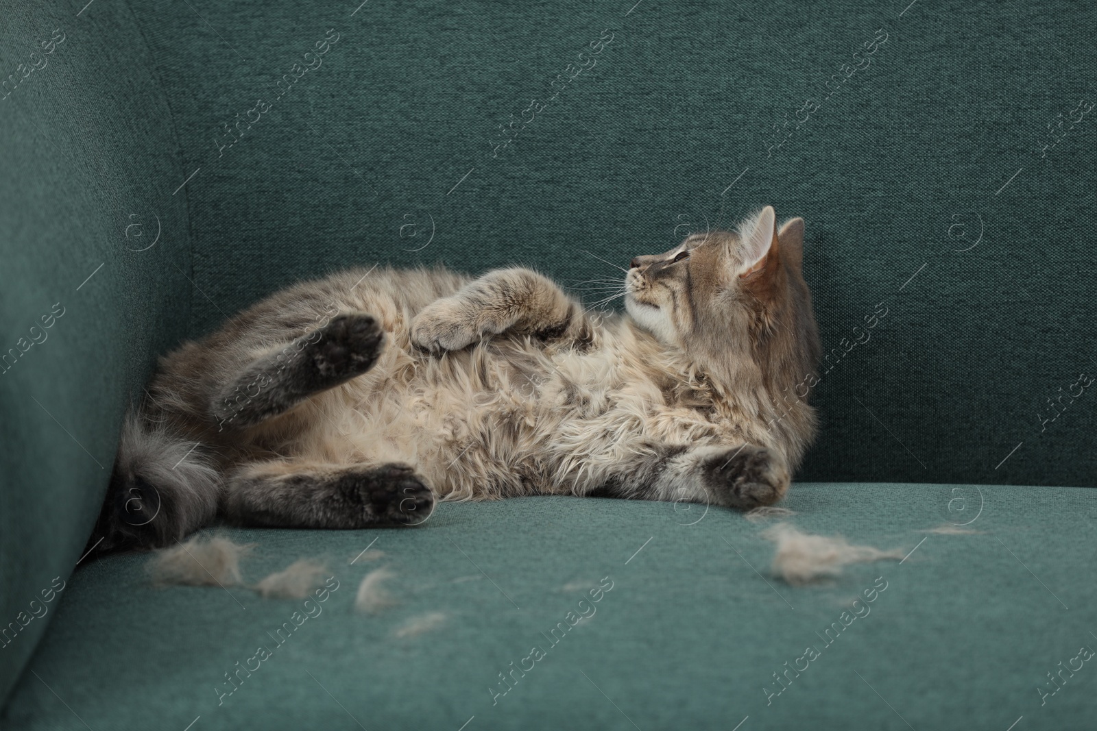 Photo of Pet shedding. Cute cat with lost hair on sofa indoors