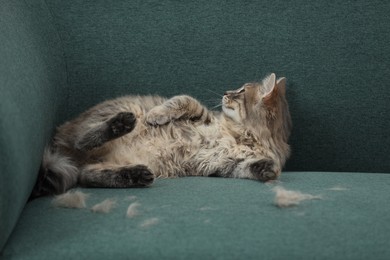 Photo of Pet shedding. Cute cat with lost hair on sofa indoors