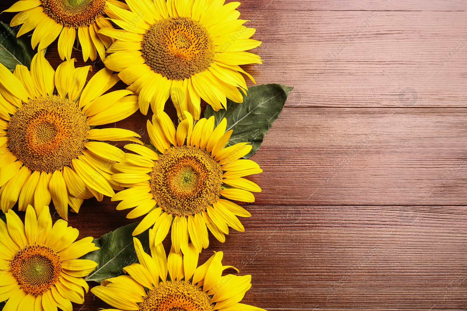 Photo of Beautiful bright sunflowers on wooden background, flat lay. Space for text