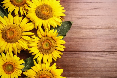 Photo of Beautiful bright sunflowers on wooden background, flat lay. Space for text