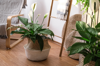 Beautiful potted plants in stylish room interior. Design elements