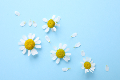 Beautiful chamomile flowers on light blue background, flat lay