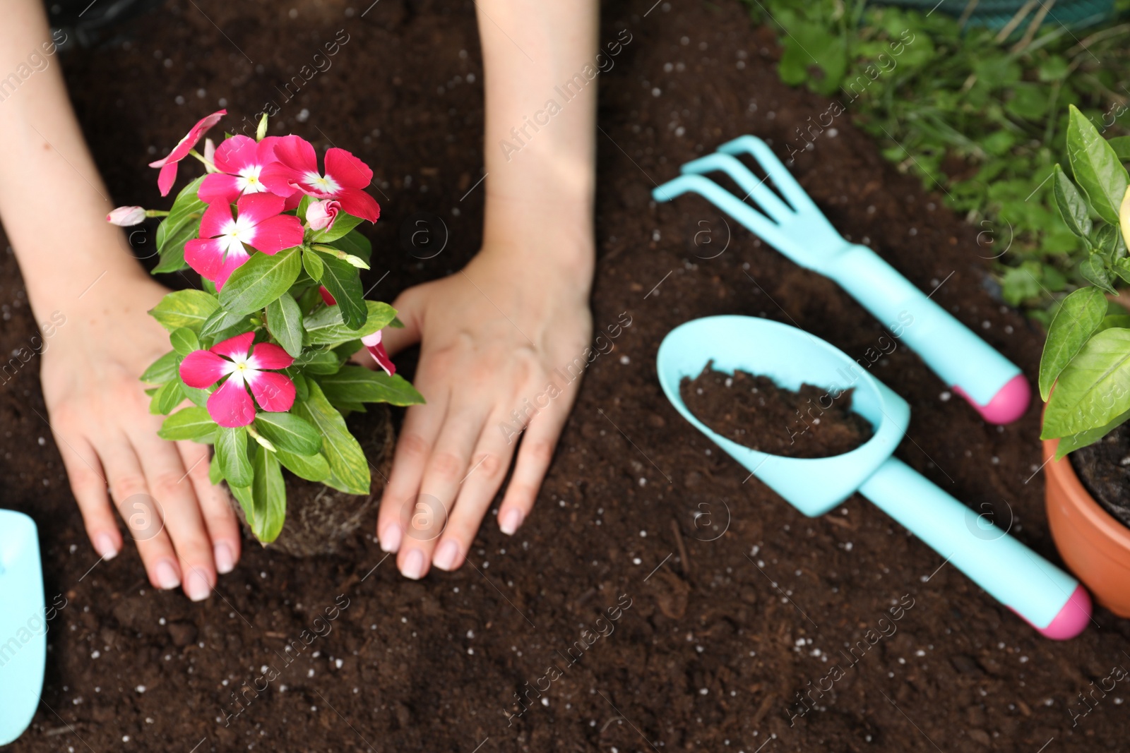 Photo of Woman transplanting beautiful pink vinca flower into soil, top view