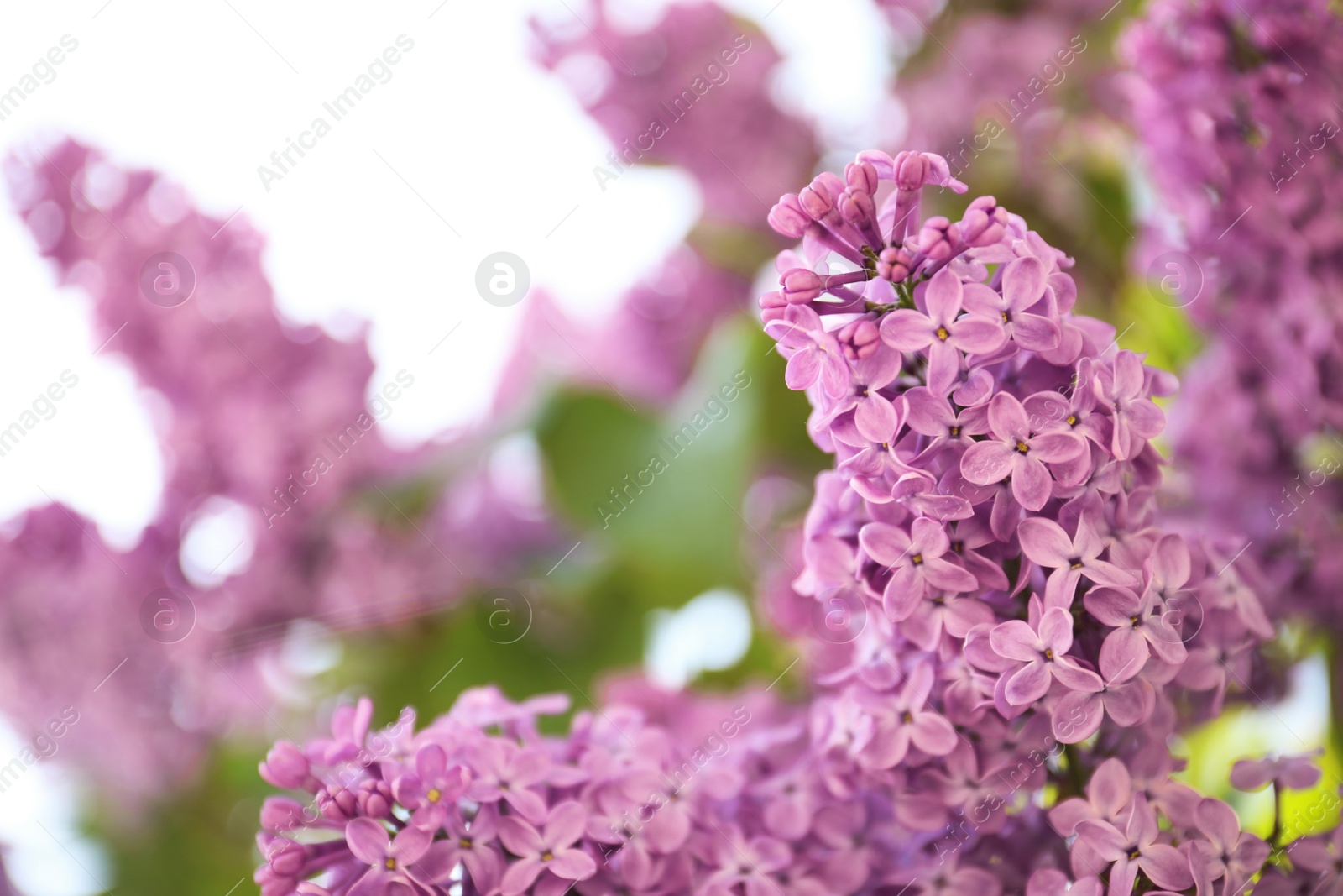 Photo of Closeup view of beautiful blossoming lilac shrub outdoors