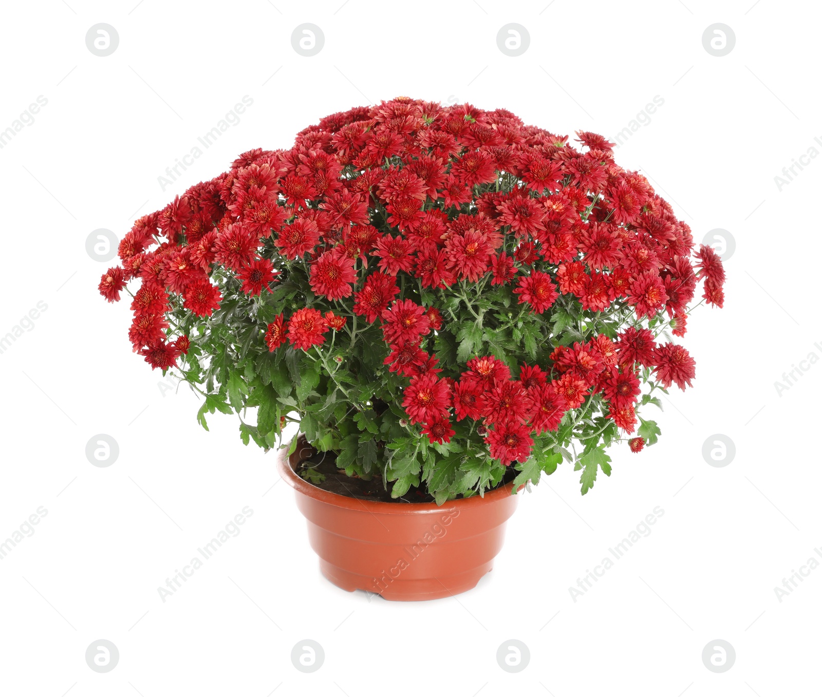 Photo of Beautiful red chrysanthemum flowers on white background