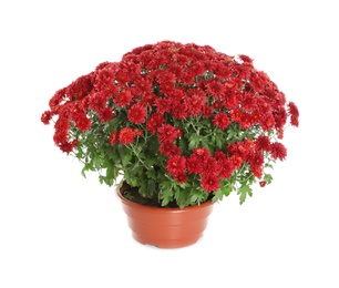 Beautiful red chrysanthemum flowers on white background