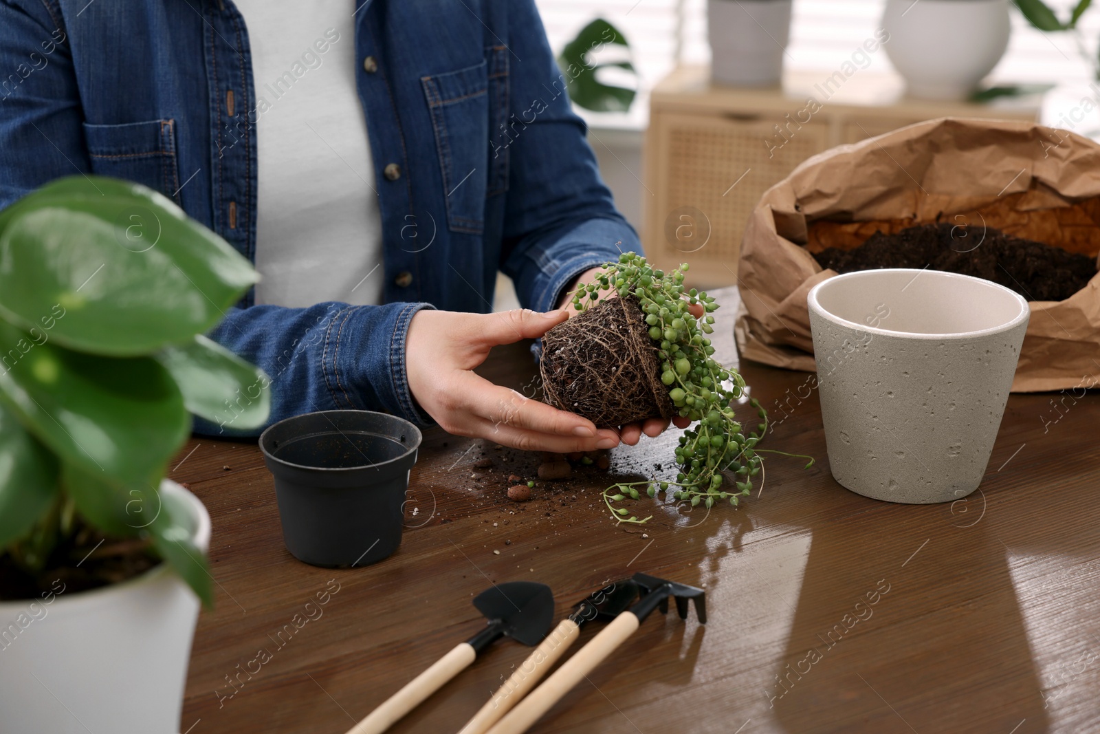 Photo of Woman transplanting houseplant into new pot at wooden table indoors, closeup