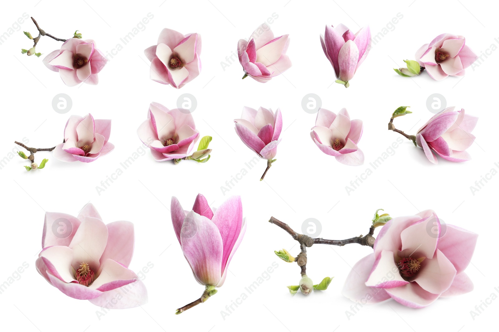 Image of Set with beautiful magnolia flowers on white background. Spring blossom