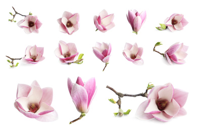 Image of Set with beautiful magnolia flowers on white background. Spring blossom