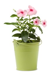 Photo of Catharanthus roseus in green flower pot isolated on white