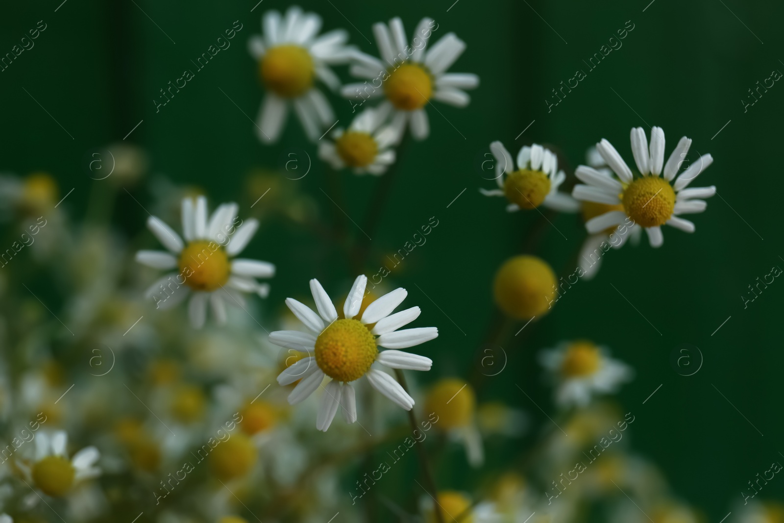 Photo of Beautiful bouquet of chamomiles on green background, closeup