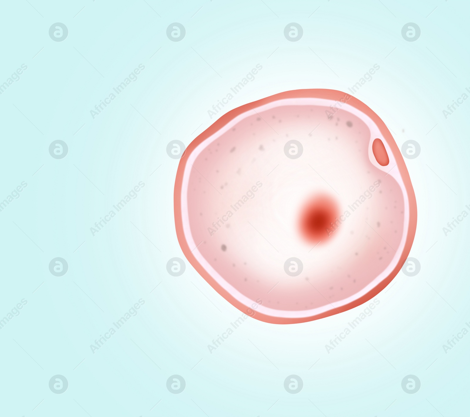 Illustration of Ovum (egg cell) on light background, illustration