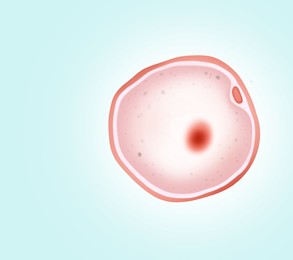 Illustration of Ovum (egg cell) on light background, illustration