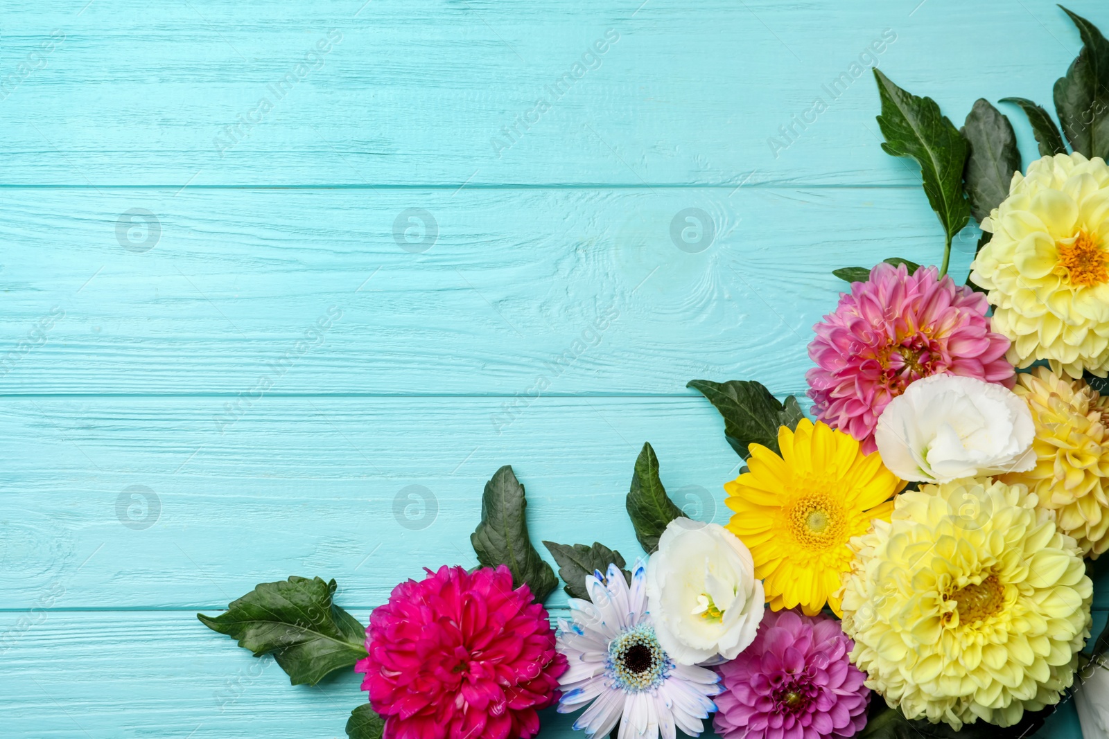 Photo of Flat lay composition with beautiful dahlia flowers on blue wooden background. Space for text