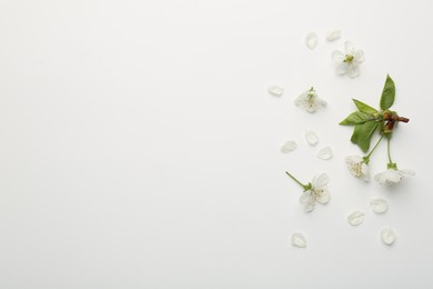 Photo of Beautiful spring tree blossoms and petals on white background, flat lay. Space for text