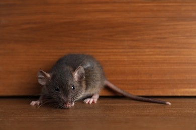 Photo of Small brown rat near wooden wall on floor. Space for text