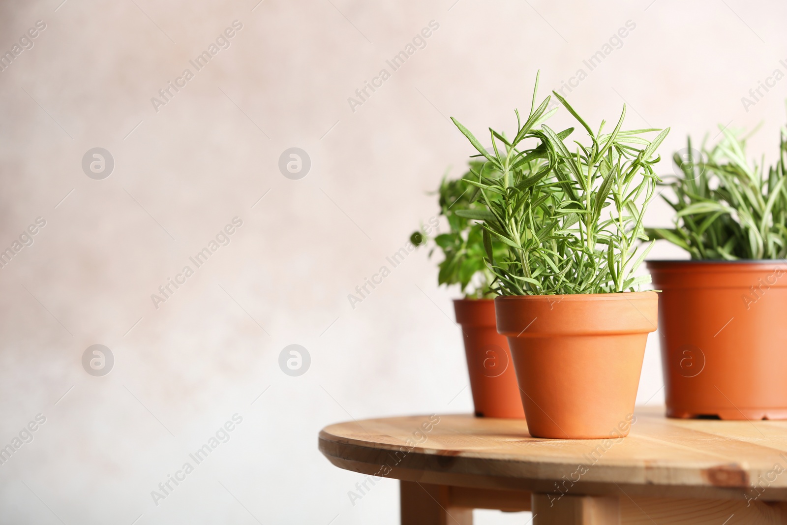 Photo of Pots with fresh rosemary on table against color background