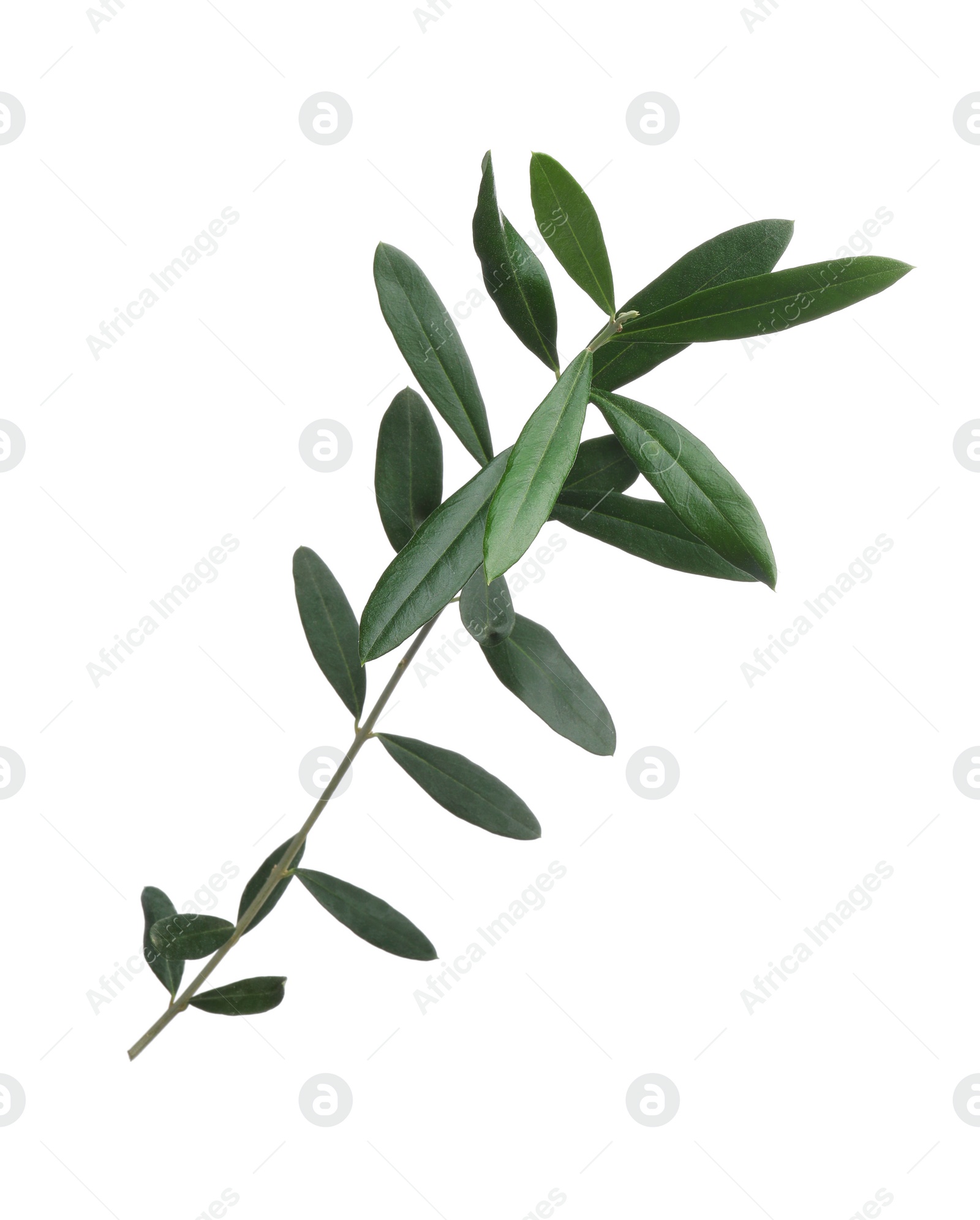 Photo of Olive twig with fresh green leaves isolated on white